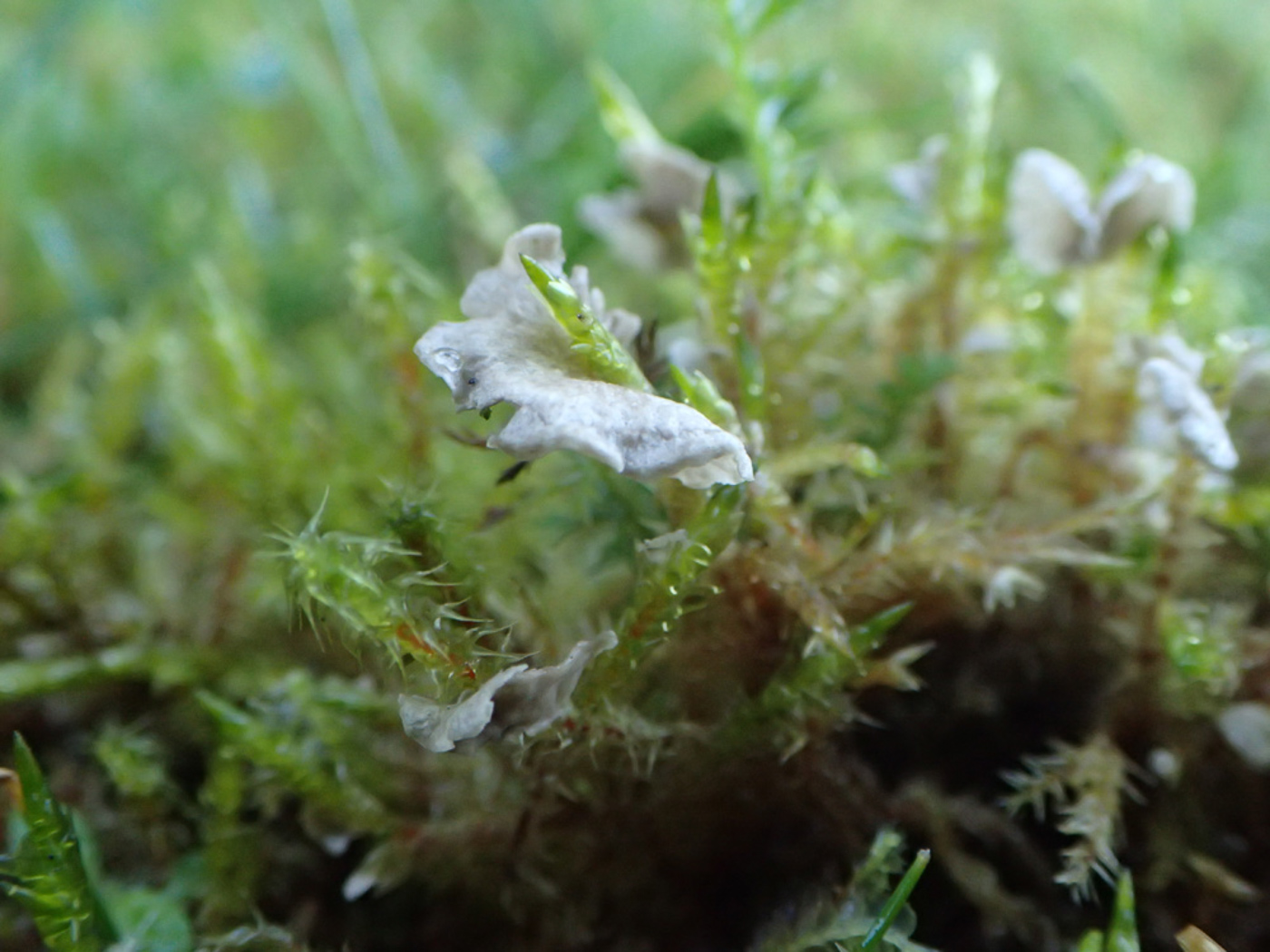 Photo © Sarah Ebdon Arrhenia retiruga by Sarah Ebdon